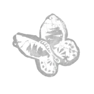 Dead Butterfly