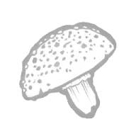 Amanita Toxin