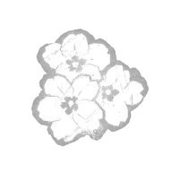 Fresh Primrose Blossom