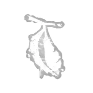 Hollow Shell