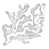 Carter's Spark